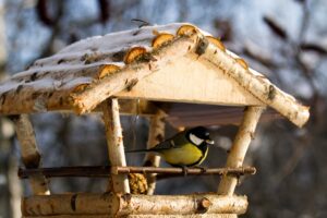 Экологическая акция «Покормите птиц зимой!»
