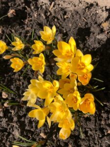 Флэшмоб «Весна шагает по стране» (День первоцвета)