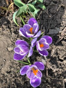 Флэшмоб «Весна шагает по стране» (День первоцвета)